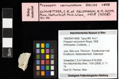 Foto (Objekt + Etiketten) von Prosopon verrucosum (Reuss, 1858) 